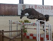Capri FZ TosTour2013- S5 2970 : Arezzo, Arezzo Equestrian Centre, Capri FZ, Cavalli d'Italia, Toscana Tour 2013, foto di Stefano Secchi ©